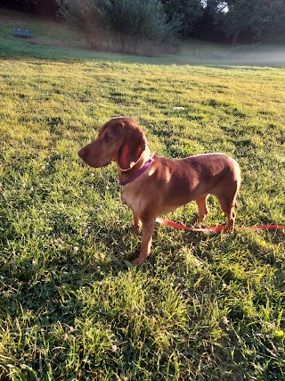 Bassett’s Hounds