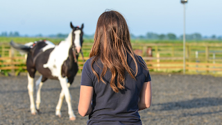 The Horse Vet