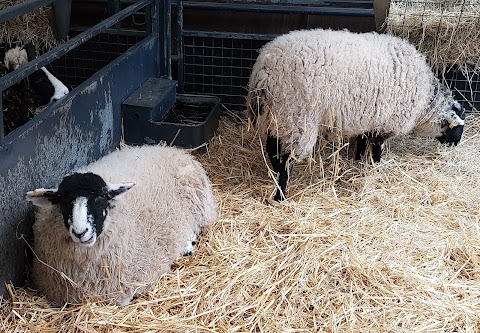 Chatsworth Farmyard & Adventure Playground