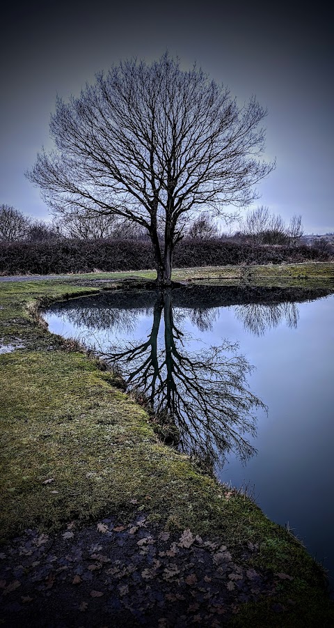 Wood Pool