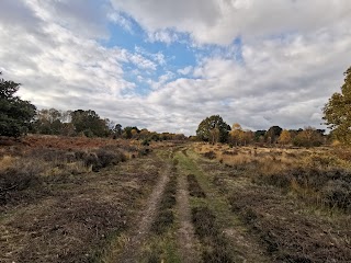 RSPB Budby South Forest