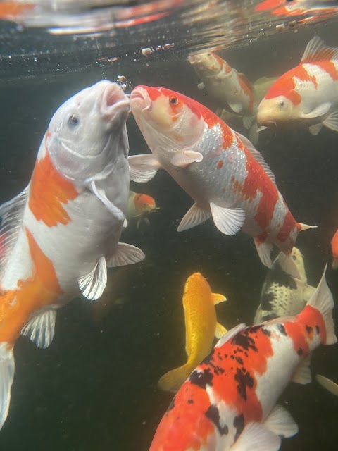 First4Koi