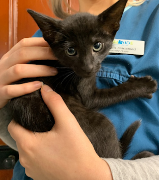 Adelaide Veterinary Centre