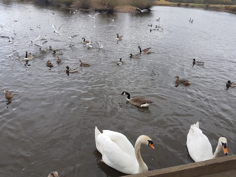 Tameside Local Nature Reserve