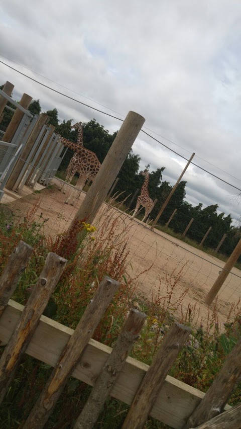 Meercat Enclosure - Twycross Zoo