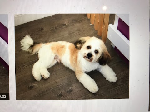 BowWow - Professional Dog Grooming Bedford