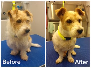 Short Bark and Sides Dog Grooming Studio