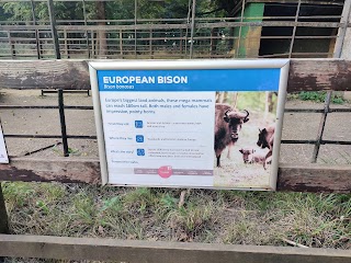 European Bison