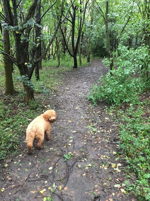 Fluffy go walkies