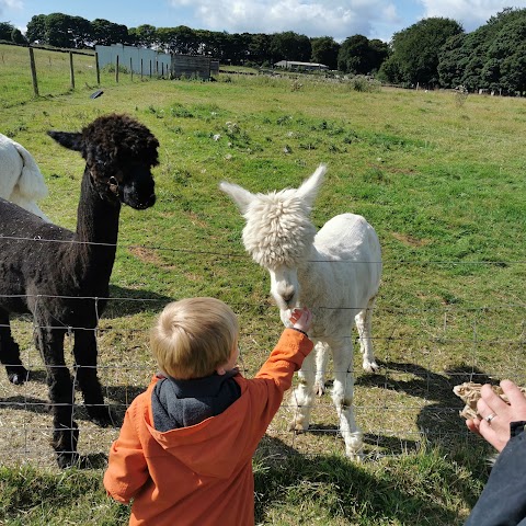 Mayfield Alpacas Animal Park