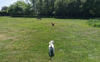 Coxmoor House Kennels & Cattery