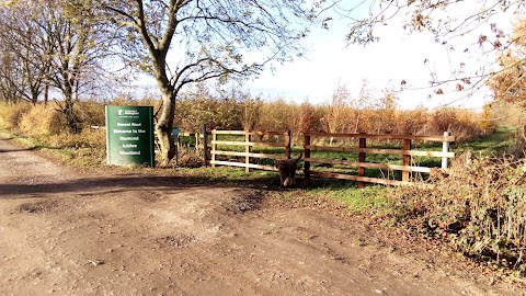 Soar Lane Diamond Wood