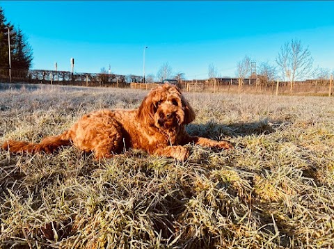 Let’s Walk Private & Secure Dog Field