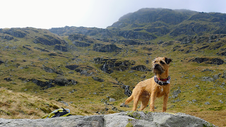 Steve walks dogs, Dog Walker Based In Peterculter, Aberdeen