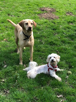 Paws Out Dog Walking & Daycare