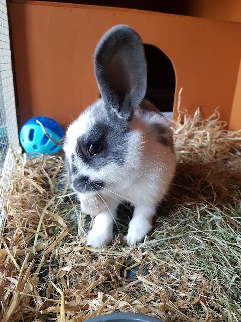 Happy Bunnies Hotel