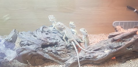 Nuneaton Reptiles & Exotics