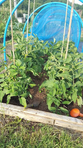 Wapley Allotments