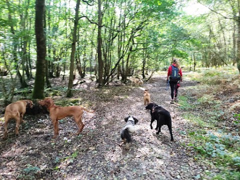 Happy Hounds Dog Walking