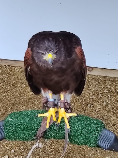 Haven Falconry Bird of Prey Centre