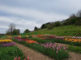 Pipley Flowers