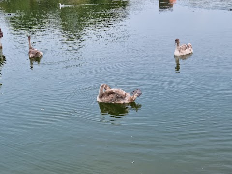 Mewsbrook Park Pedalo & Boat Hire