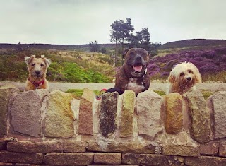 Park Pals Dog Walker - Sheffield