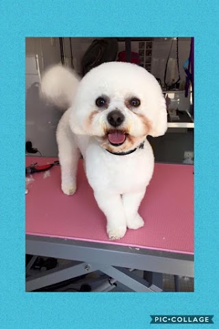 Roverz Return Dog Grooming Salon