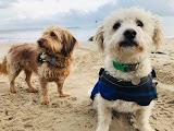 Furry Little Rascals Dog Walking & Pet Sitting Services Southbourne, Christchurch, Boscombe, Iford, Mudeford, Tuckton