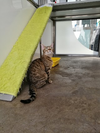 Cats Protection - Belfast Adoption Centre