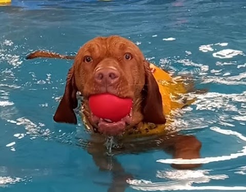 Paws In The Pool!