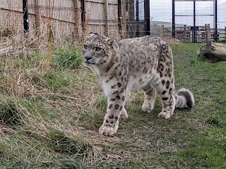 Welsh Mountain Zoo