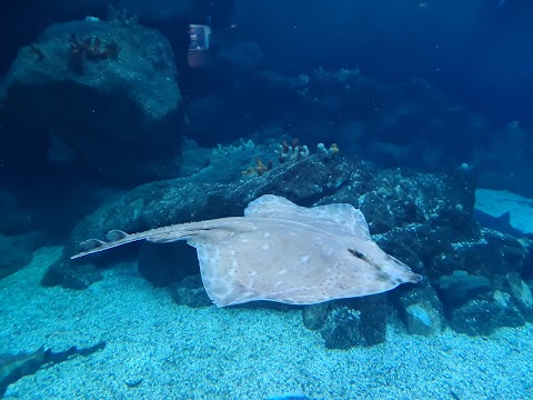 National Marine Aquarium