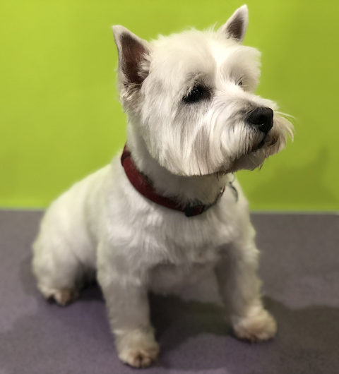 Four Paws Pet Grooming Salon - Lymm