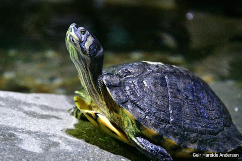 SEA LIFE Bray Aquarium