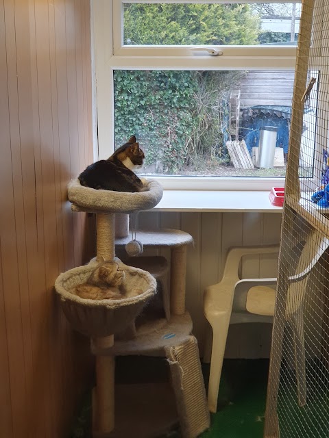 Cat Hotel