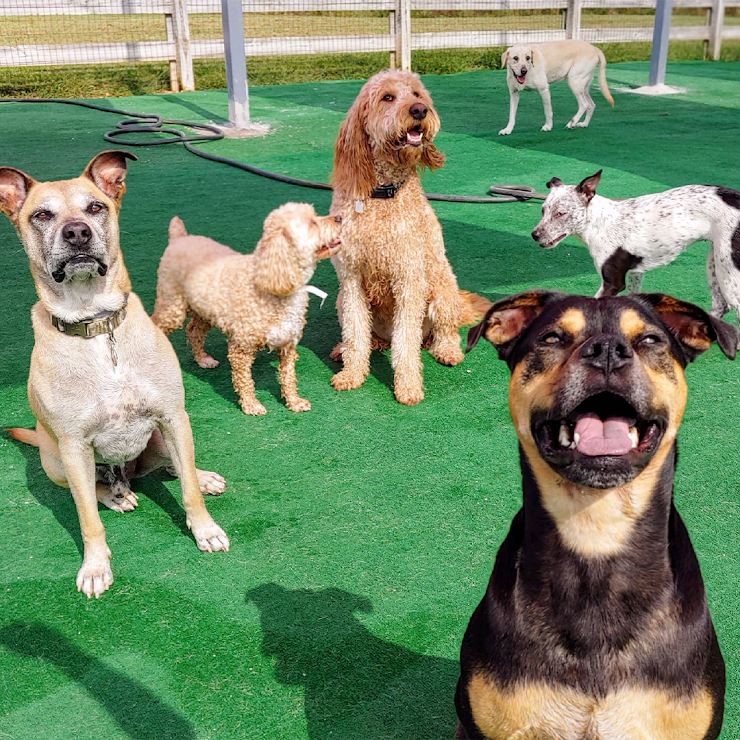 Greymont Kennel, Fairview, TN