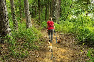 Bromsgrove Dog Boarding