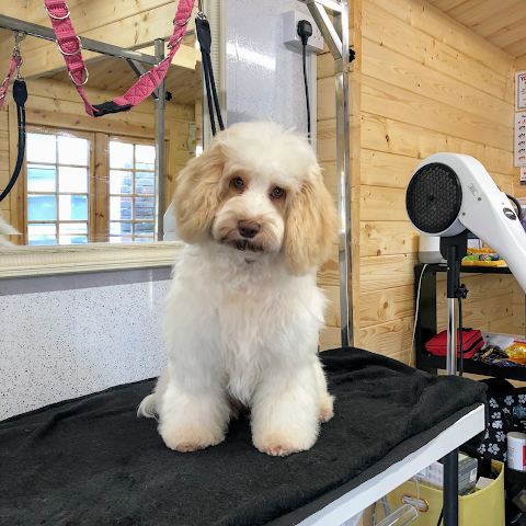 Honey Paws Dog Spa and Styling