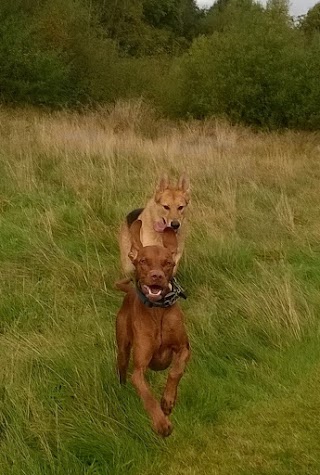 Moor Walkies