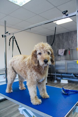 Pawsh Dogs Grooming Studio