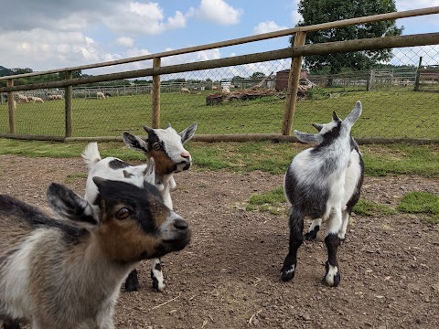 Hoar Park Children's Farm