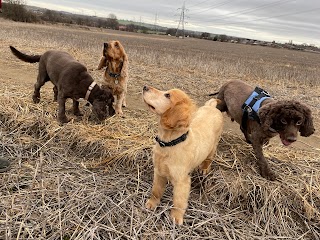 Wagnificent Walkies