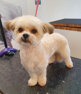 Proud Paws Dog Grooming Nantwich