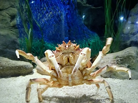 Blue Reef Aquarium Portsmouth