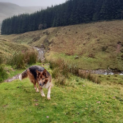 Dog Days - Dog walking, Barry