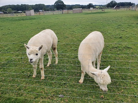 Bluebell Dairy Ice Cream Farm