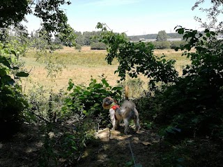 The Fairy Dog Mother, Sheffield - Canine Enrichment & Critter Cuddling