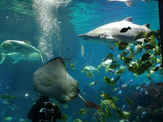 Blue Planet Aquarium