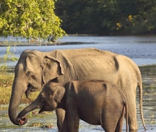 Sri Lanka Holiday Tours